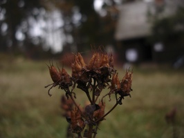 DSC03087.jpg