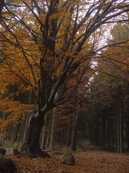 DSC07679.jpg
