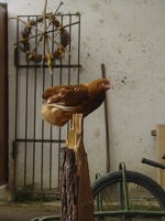 DSC08409.jpg