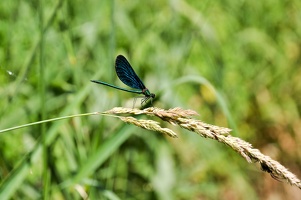 DSC_4958.jpg