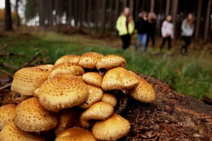 Podzimak 28