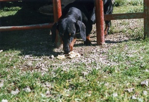 1999 kolarovci brigada 004