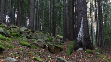 podzimak 126