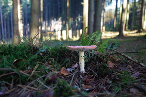 podzimak 196