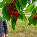 2023_chorchoj_067.jpg