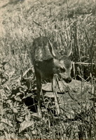1970 rohozna 04