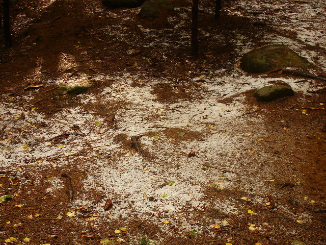 DSC04676.JPG